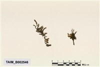 藏品(擬平苔屬)的圖片